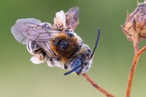 Гусенична бджола (Habropoda sp.) спить на гілці. Його бірюзові складені очі видно тут . — стокове фото
