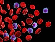 Червонокрівці та лейкоцити, комп 