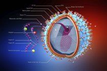 Resumen de la estructura del virus de la inmunodeficiencia humana, ilustración científica informativa digital . - foto de stock
