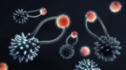 Células T citotóxicas que capturan células cancerosas, ilustración digital . - foto de stock