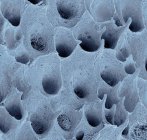 Image en micrographie électronique à balayage coloré de la dentine dentaire, tissu conjonctif minéralisé trouvé sous l'émail dentaire . — Photo de stock