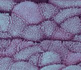 Micrografía electrónica de barrido de color que muestra epitelio uretral de la uretra . - foto de stock