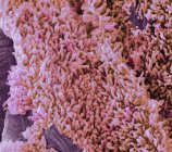 Micrographie électronique à balayage coloré de bactéries Gram négatives en forme de tige Escherichia coli, communément appelé E coli . — Photo de stock