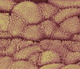 Micrographie électronique à balayage coloré montrant l'épithélium urétral de l'urètre . — Photo de stock