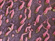 Micrografia eletrônica de varredura colorida de feixes de células sensoriais de cílios em mácula utriculi dentro do labirinto do ouvido interno humano . — Fotografia de Stock