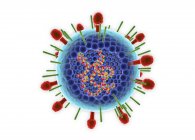 Digitale Illustration der inneren Struktur und der rna des menschlichen respiratorischen Synzytialvirus. — Stockfoto