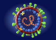 Estructura del virus de la gripe A, ilustración digital . - foto de stock
