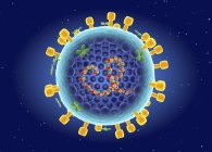 Struktur des Influenza-Virus, digitale Illustration. — Stockfoto