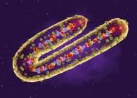 Трубчатая РНК Марбургская вирусная частица, цифровая иллюстрация . — стоковое фото