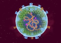 Partícula abstracta del virus del sarampión, ilustración digital . - foto de stock