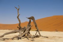 Dry trees of Deadvlei in salt pan surrounded by towering red sand dunes, Namib-Naukluft National Park, Namibia, Africa. — Stock Photo