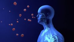 Ilustración conceptual de partículas de coronavirus que entran en los pulmones humanos
. - foto de stock