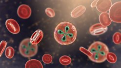 Babesia-Parasiten in roten Blutkörperchen, Computerillustration — Stockfoto