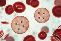 Parásitos de babesia dentro de glóbulos rojos, ilustración por computadora - foto de stock