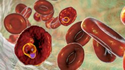 Plasmodium ovale protozoan inside red blood cells at the ring-form trophozoite stage, computer illustration — Stock Photo
