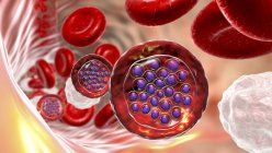 Plasmodium falciparum protozoo dentro de los glóbulos rojos, ilustración por ordenador - foto de stock
