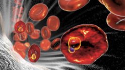 Protozoaires plasmodium ovale à l'intérieur des globules rouges au stade trophozoïtique en forme d'anneau, illustration par ordinateur — Photo de stock