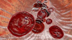 Plasmodium ovale Protozoen in roten Blutkörperchen im ringförmigen Trophozoitstadium, Computerillustration — Stockfoto