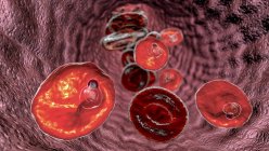 Protozoo oval de Plasmodium dentro de los glóbulos rojos en la etapa de trofozoito en forma de anillo, ilustración por ordenador - foto de stock