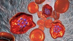 Plasmodium ovale protozoo dentro de los glóbulos rojos en la etapa de esquizonte, ilustración por ordenador - foto de stock
