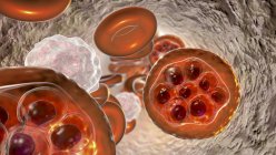 Кров'яні клітини та сполуки плазмодію. паразити (на стадії шизону) викликають малярію, комп'ютерна ілюстрація . — стокове фото