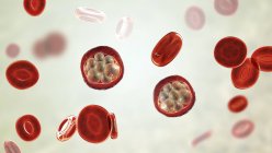 Células sanguíneas e Plasmodium sp. parasitas (em fase esquizonta) causadores de malária, ilustração computacional . — Fotografia de Stock