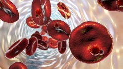 Plasmodium malariae Protozoen innerhalb roter Blutkörperchen im ringförmigen Trophozoitstadium, Computerillustration — Stockfoto