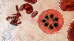Протозойська плазмодієва малярія всередині еритроцитів на стадії шизону, комп'ютерна ілюстрація — стокове фото