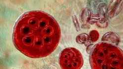 Protozoaire Plasmodium malariae à l'intérieur des globules rouges au stade schizonien, illustration informatique — Photo de stock