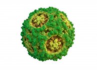 Parvovirus canino, ilustración. Los parvovirus caninos incluyen los virus más pequeños conocidos y algunos de los más resistentes al medio ambiente.. - foto de stock