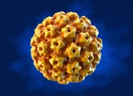 Humane Papillomviren, Illustration. Humane Papillomviren (HPV) verursachen Warzen, die meist an Händen und Füßen auftreten. Bestimmte Stämme infizieren auch die Genitalien — Stockfoto