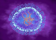 Частинки метапневмовірусу людини. Комп'ютерна ілюстрація частинок метапневмовірусу людини (hMPV), респіраторного вірусу, який вражає майже всіх дітей у віці до 5 років — стокове фото