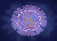 Virus de la viruela, ilustración por ordenador - foto de stock