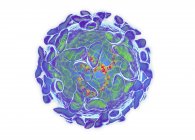 Sindbis virus (SINV), computer illustration — Stock Photo
