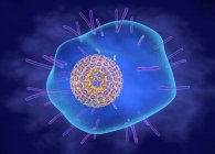 Varicella zoster (chickenpox) virus, illustration. The virus consists of a lipid membrane envelope with glycoproteins, a protective capsid holding the nucleic acid — Stock Photo