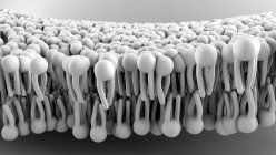 Клеточная мембрана, иллюстрация, красочное изображение — стоковое фото
