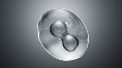 Animal cell during cytokinesis (cell division), illustration. — Stock Photo