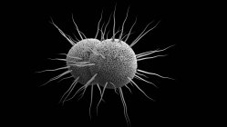 Neisseria gonorrhoeae bacteria, ilustración . - foto de stock