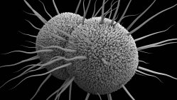 Neisseria gonorrhoeae batteri, illustrazione . — Foto stock