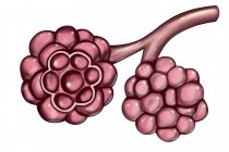 Illustration informatique des alvéoles dans les poumons humains — Photo de stock
