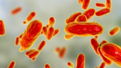 Bacterias de la tos ferina (Bordetella pertussis), ilustración por ordenador - foto de stock