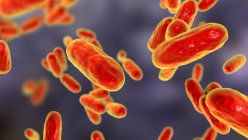 Keuchhustenbakterien (Bordetella pertussis), Computerillustration — Stockfoto
