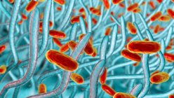 Bactéries de la coqueluche (Bordetella pertussis) dans les voies respiratoires — Photo de stock