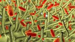 Коклюш бактерії в дихальних шляхах — стокове фото
