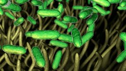 Бактерии коклюша (Bordetella pertussis) в дыхательных путях — стоковое фото