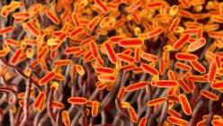 Бактерии коклюша (Bordetella pertussis) в дыхательных путях — стоковое фото