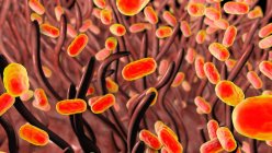 Bacterias de la tos ferina (Bordetella pertussis) en las vías respiratorias - foto de stock