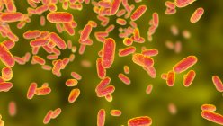 Парапертуз Bordetella, мелкие грамотрицательные бактерии, возбудитель коклюшной болезни, компьютерная иллюстрация — стоковое фото