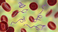 Illustration informatique de la bactérie Borrelia dans le sang — Photo de stock