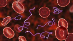Illustrazione computerizzata dei batteri Borrelia nel sangue — Foto stock